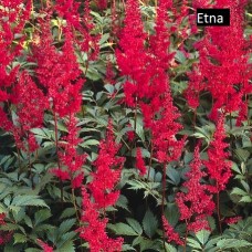 Астильба (Astilbe arendsii Etna)